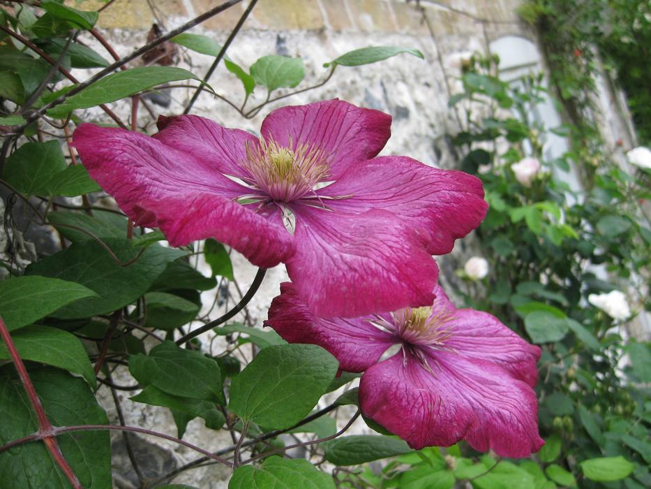 Flower Flora Nature