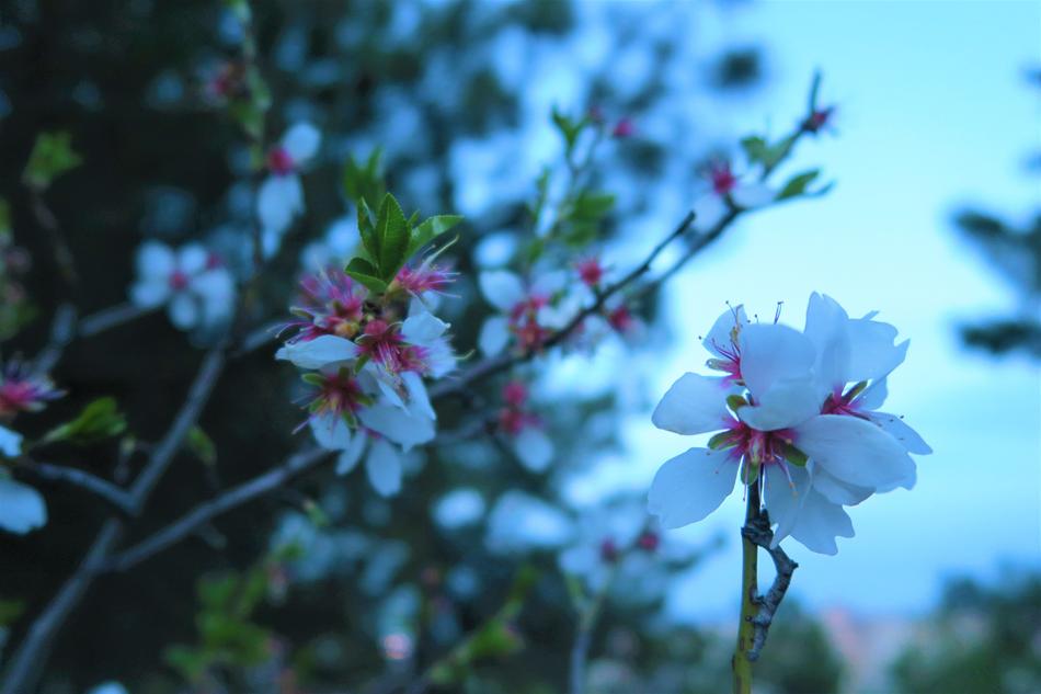 spring white branches landscape