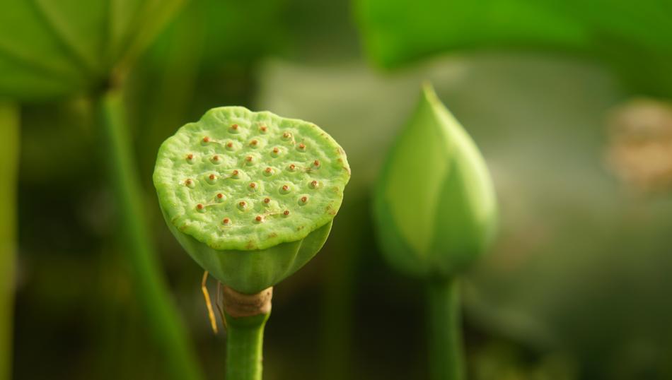 Lotus Flower Green