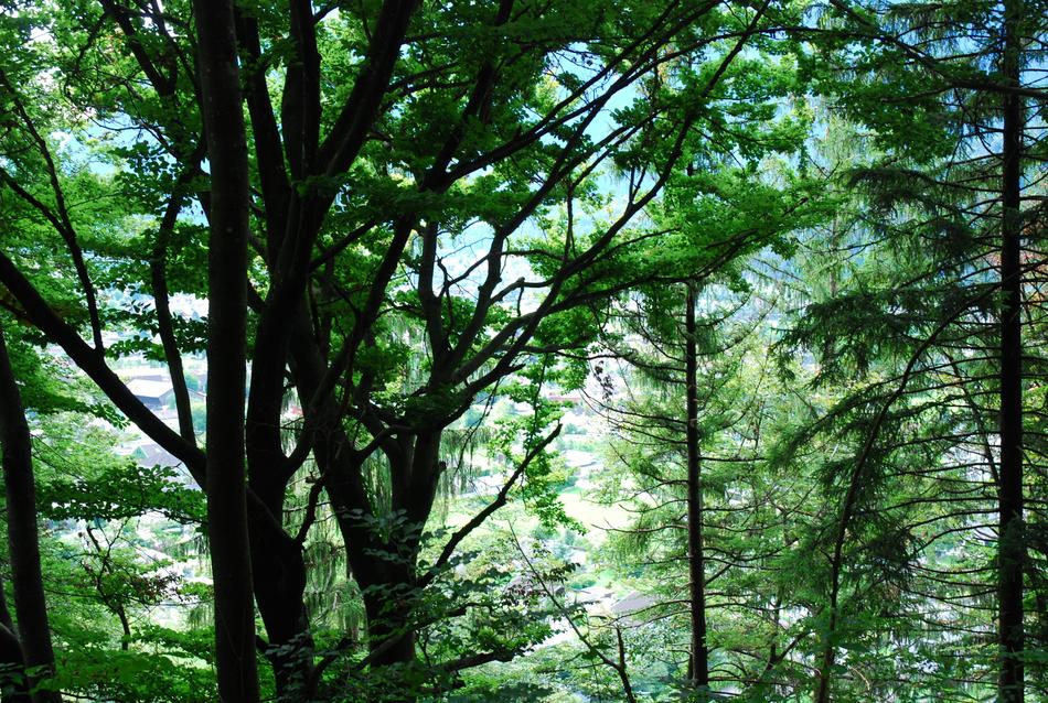 Wood Nature Tree