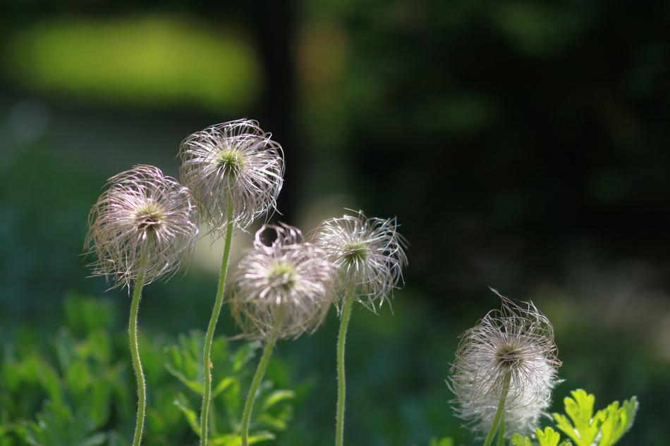 Nature Flowers Plants