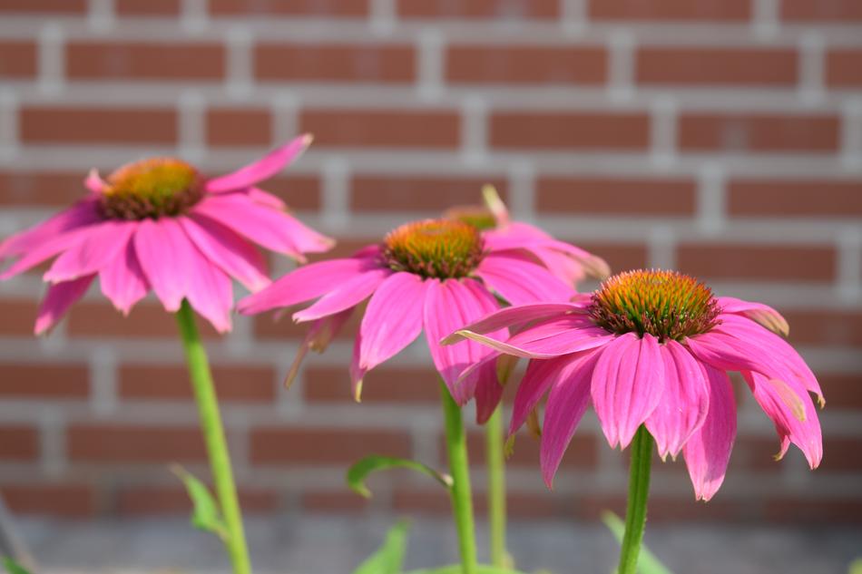 Nature Flower Summer