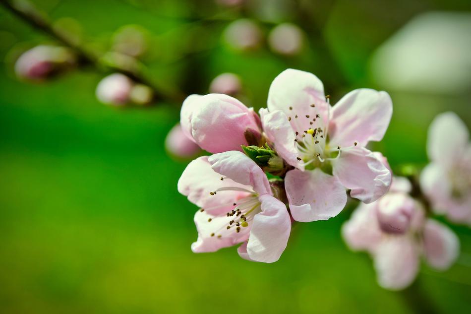 Peach Blossom Bleed
