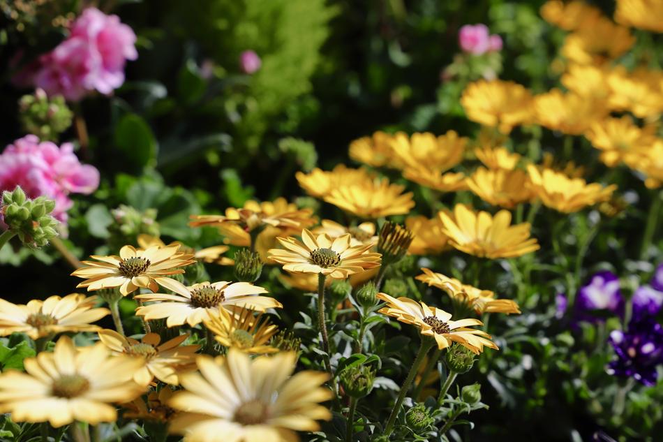 garden yellow spring landscape