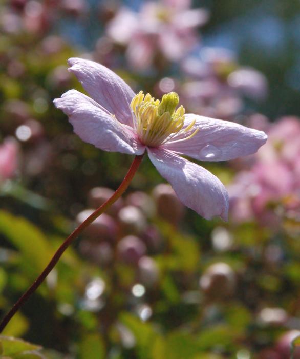 Nature Plant Pink