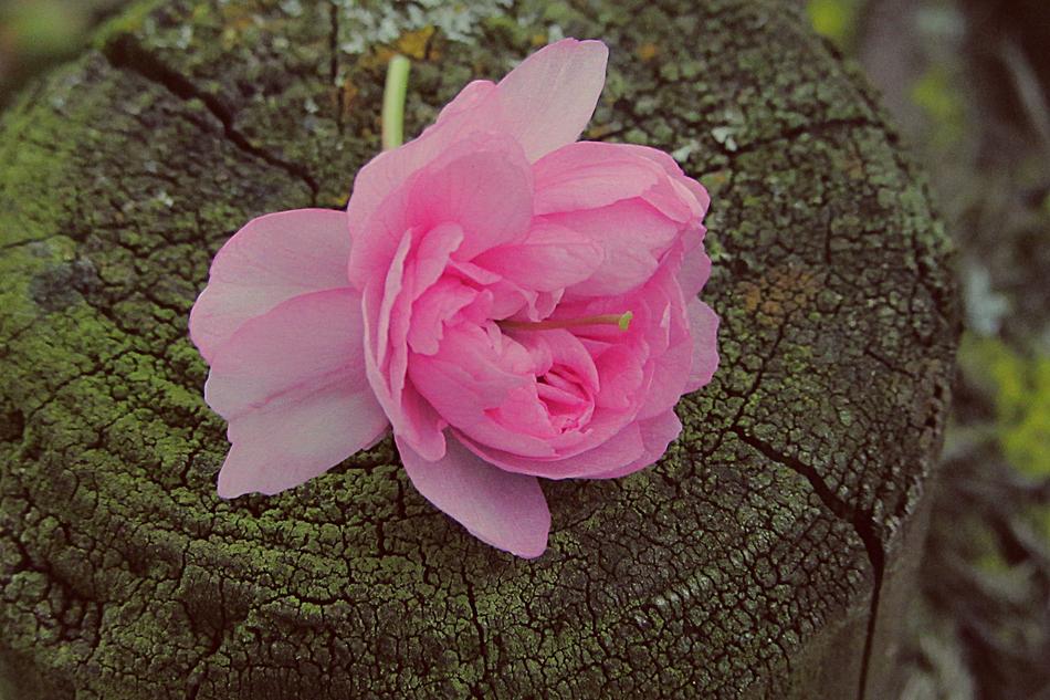 Prunus Plant Nice