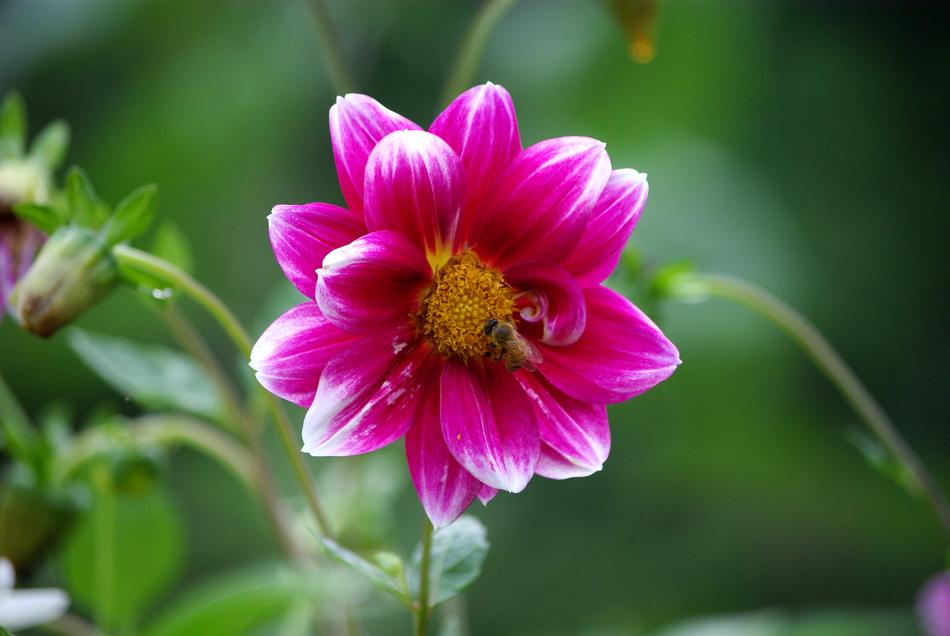 Nature Flowers Plants