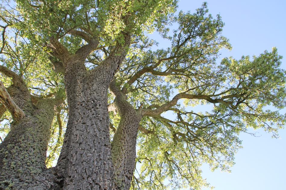 Tree Nature Pear