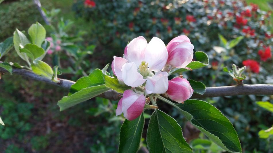Apple Blossom Fruit Tree