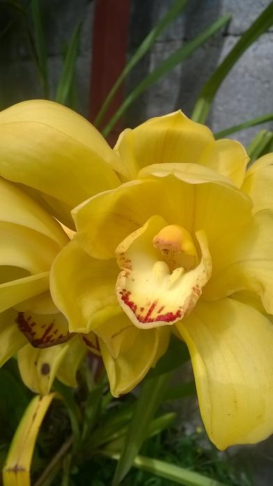 Flower Nature Plant