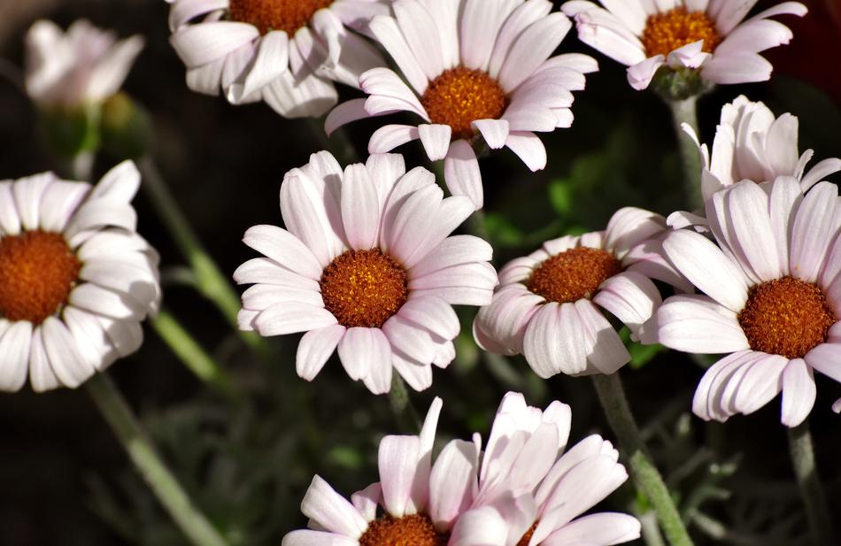 Flowers Daisies Plant