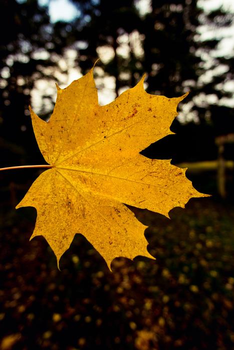 Nature Leaf Blur