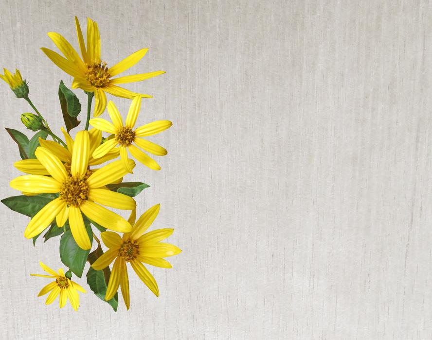Greeting Card Flower Nature