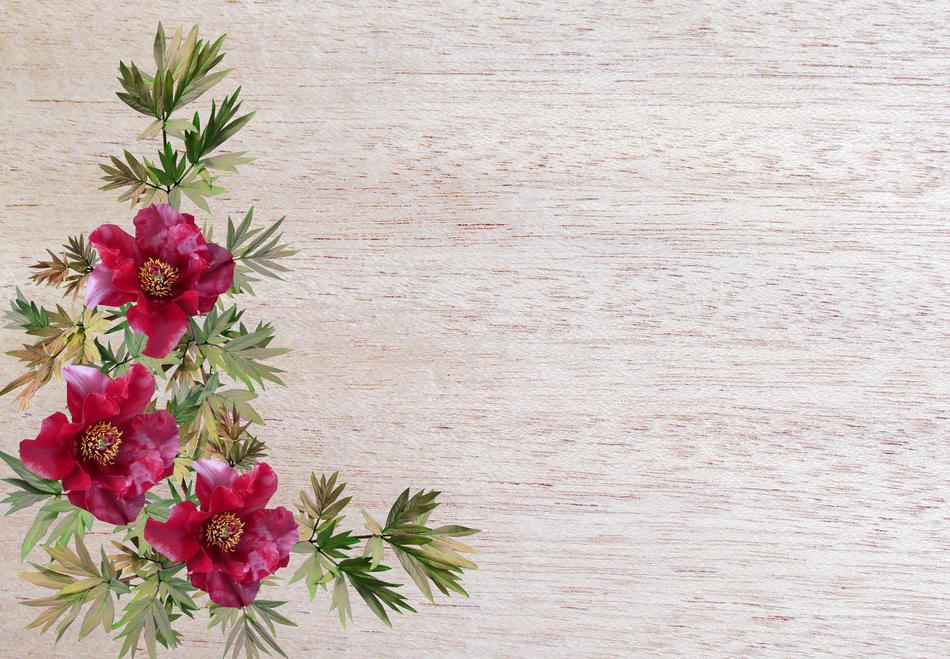 greeting card flower flora nature
