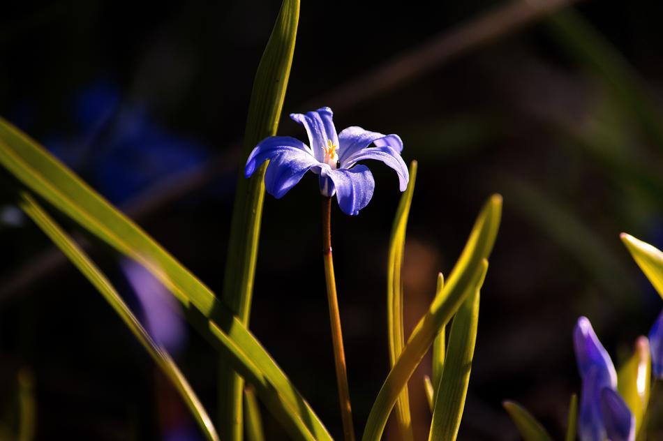 Nature Flower Plant