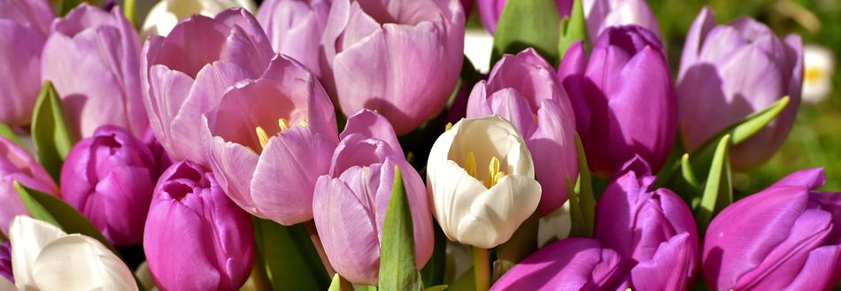 Tulips Purple Spring