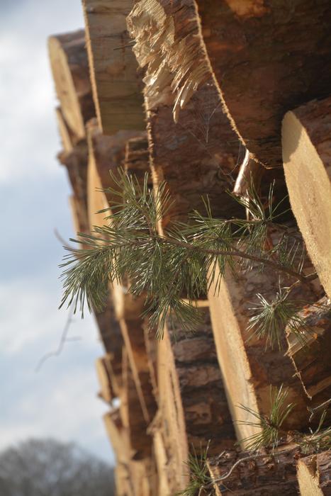 Tree Wood Nature Pine