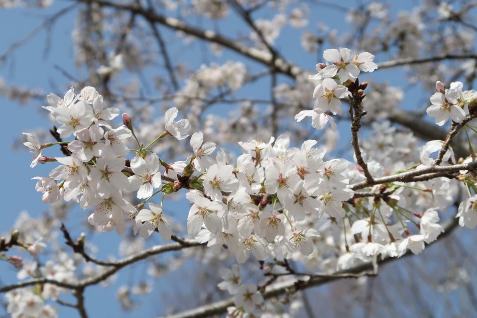 Cherry Blossoms Wood Branch