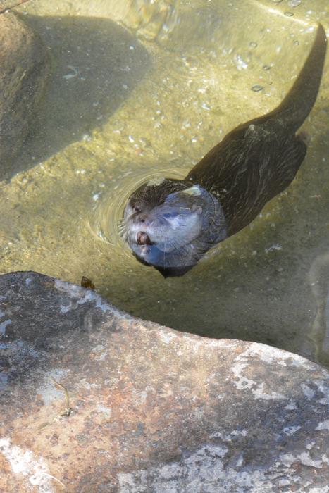Nature Waters Animal World