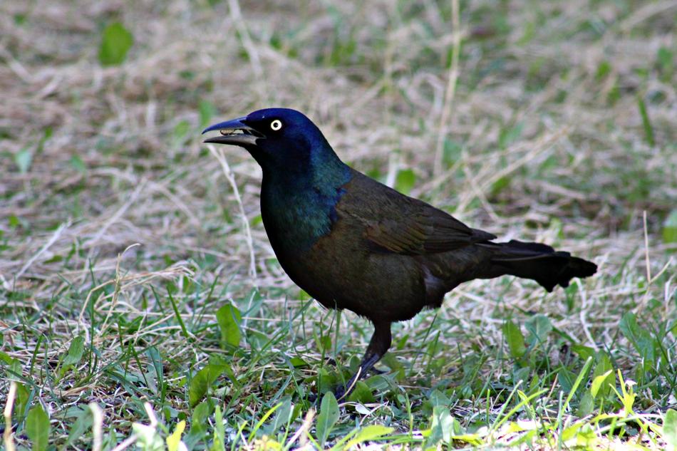 Grackle Bird Black