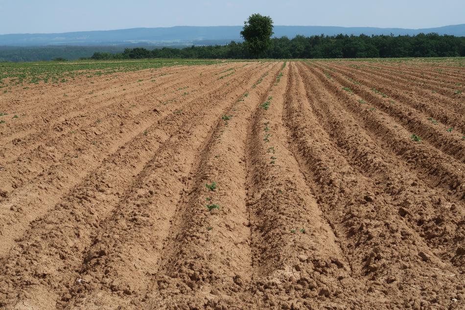 Arable Agriculture Field