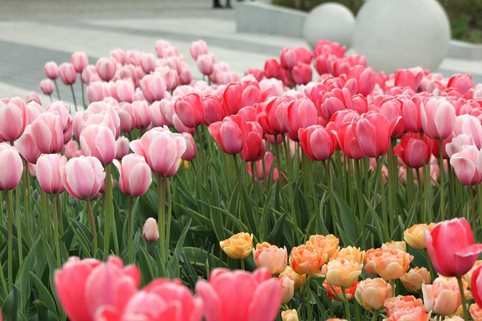 Tulip Nature Flower