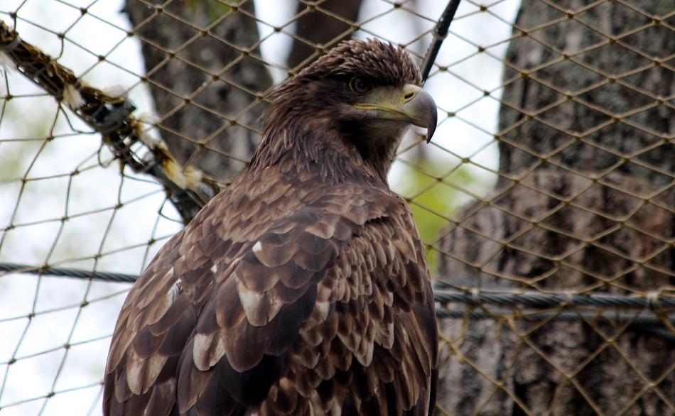 White-Tailed Eagle Haliaeetus
