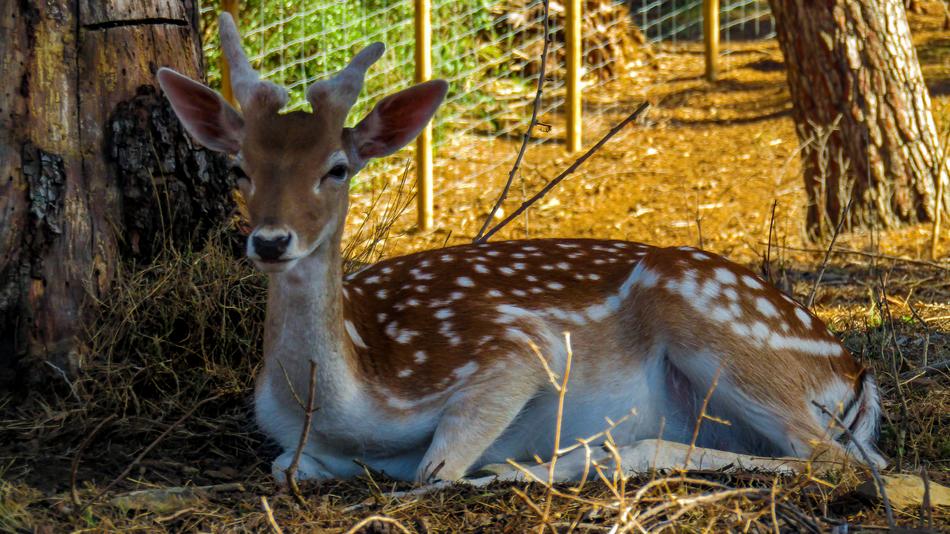 Deer Nature Animals