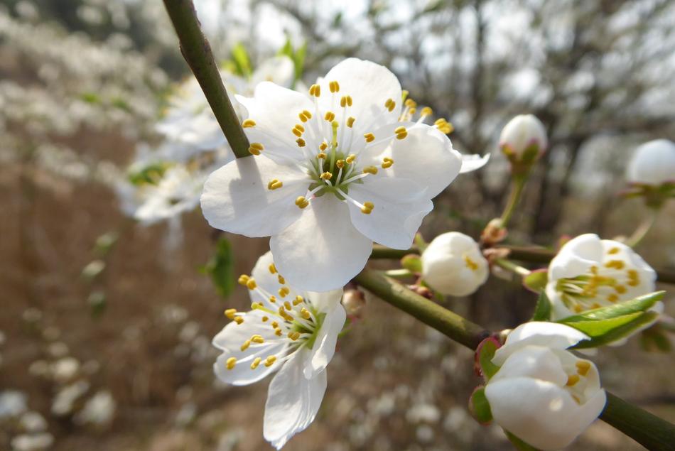 Flower Tree Nature