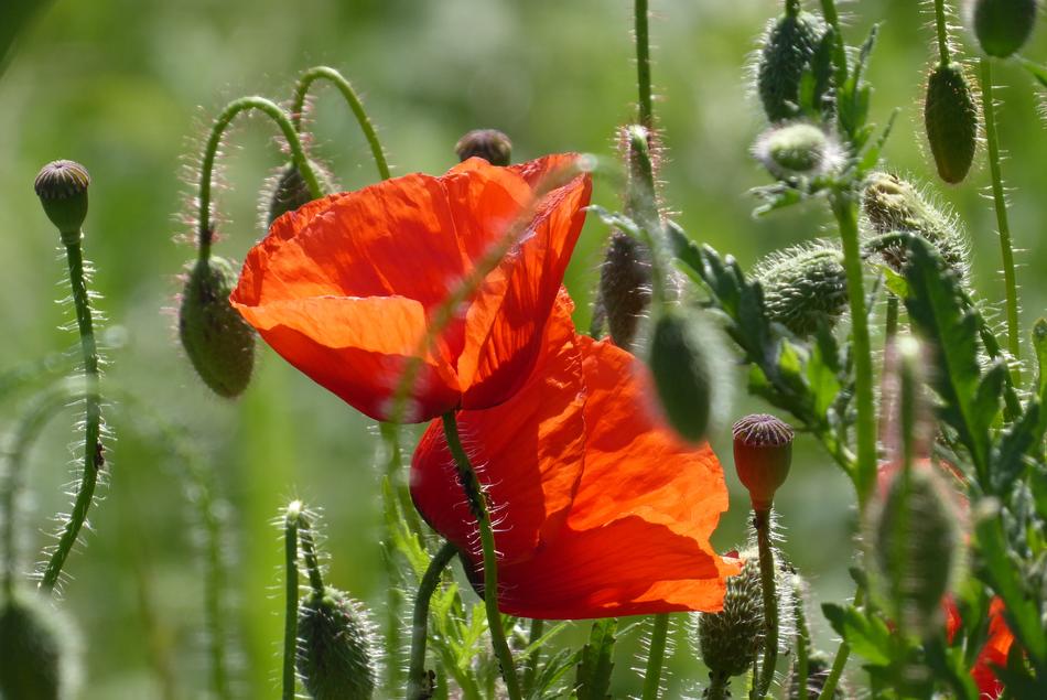 Flower Nature Plant