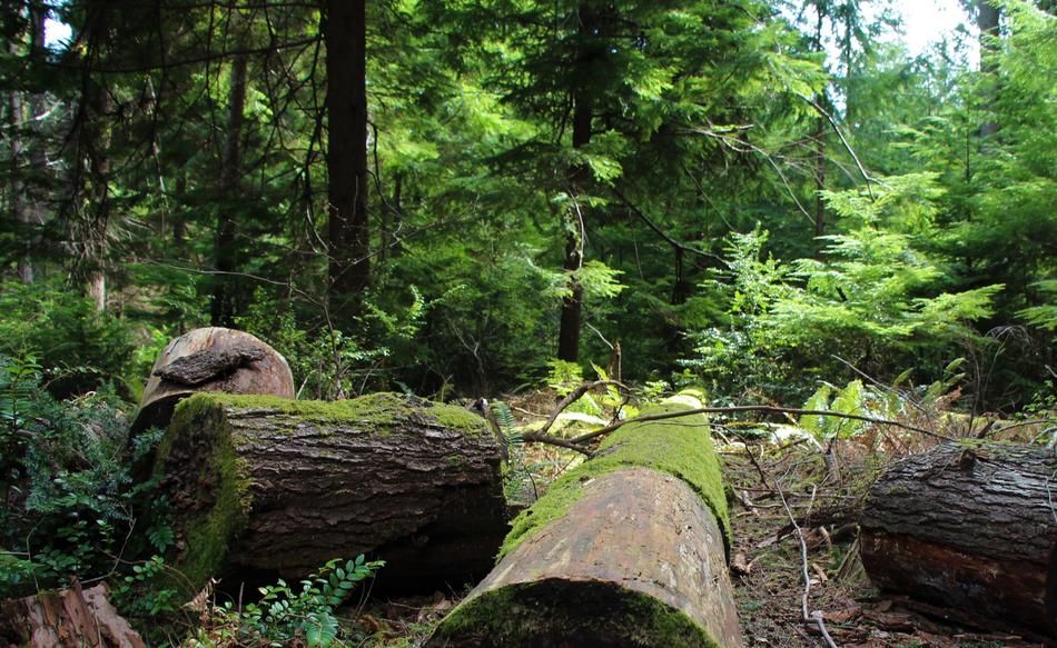 Wood Nature Tree