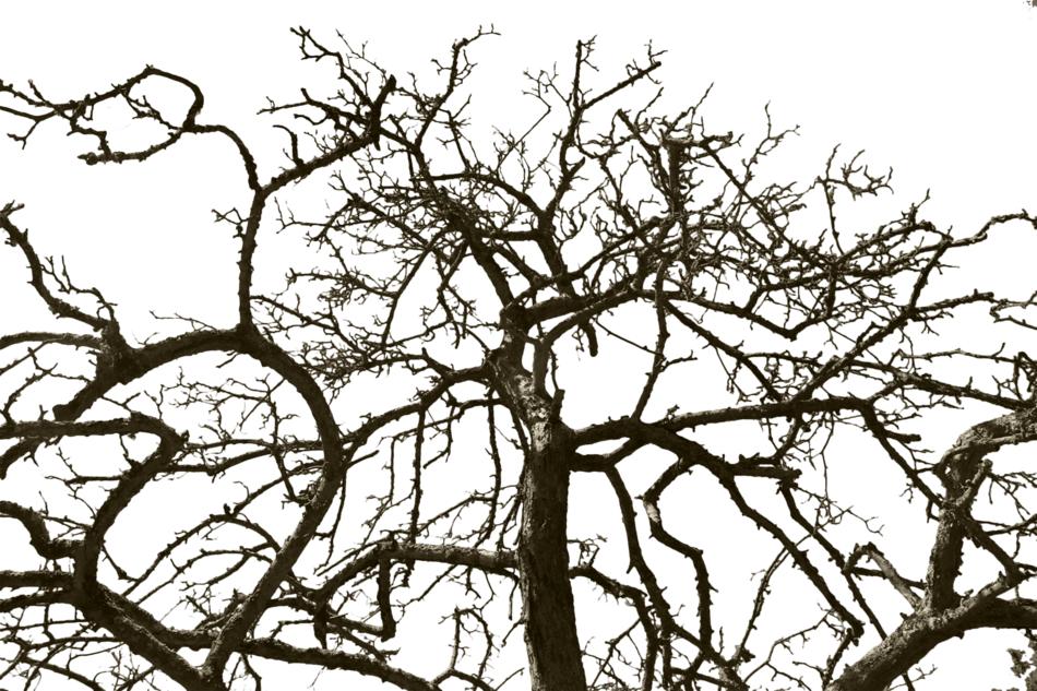 Tree Without Leaves Isolated Wood