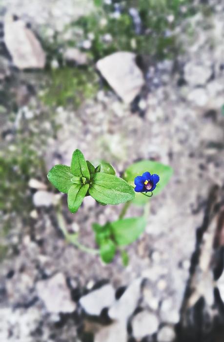 Nature Flower Flora