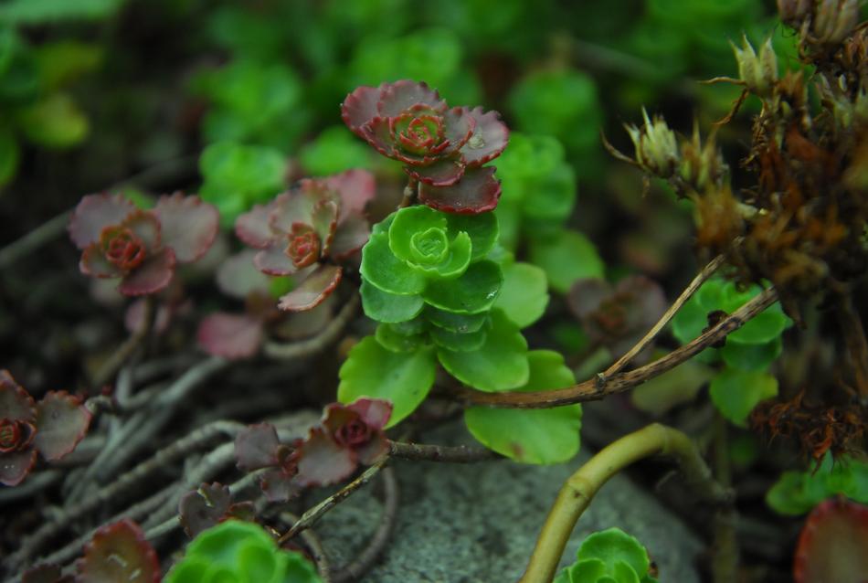 Nature Leaf Plant