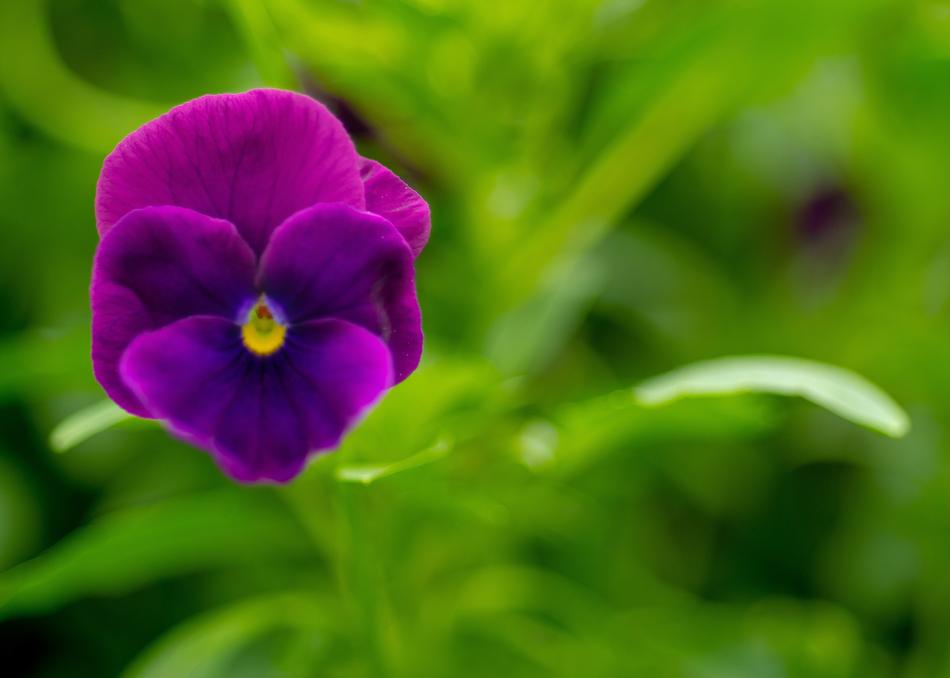 Flower Plant Blossom