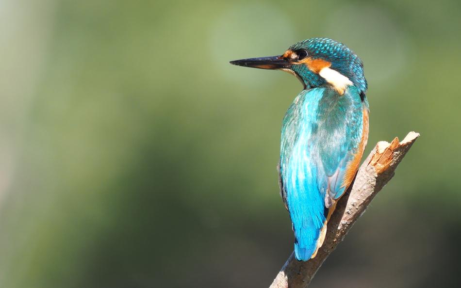Nature Birds Martin
