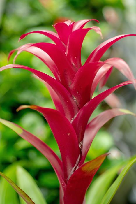 Flower Plant Blossom