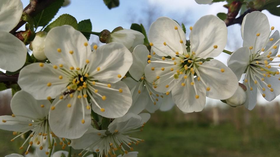 Flower Plant Tree