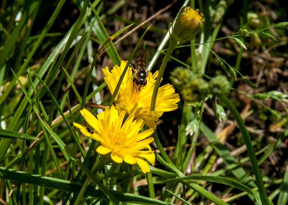 Nature Plant Flower