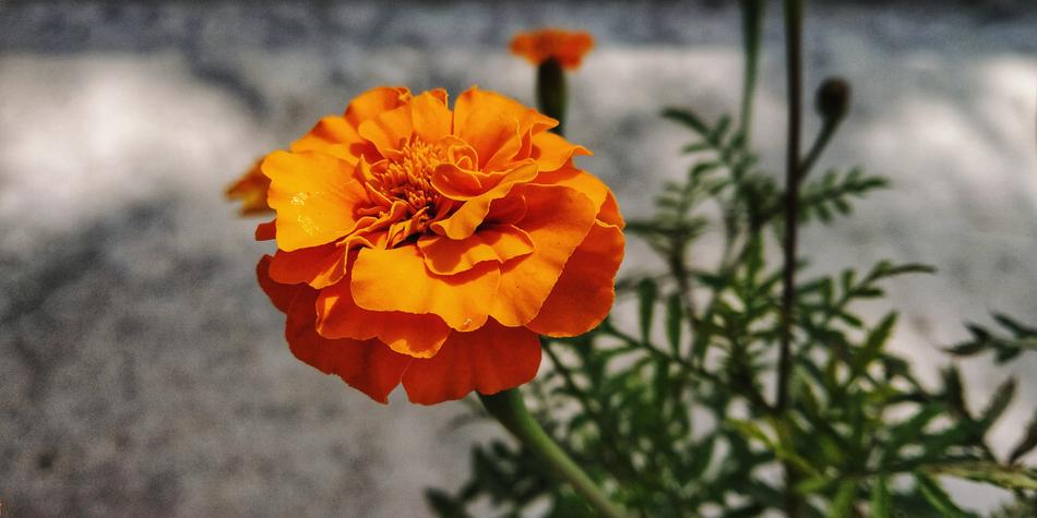 Nature Flora Flower