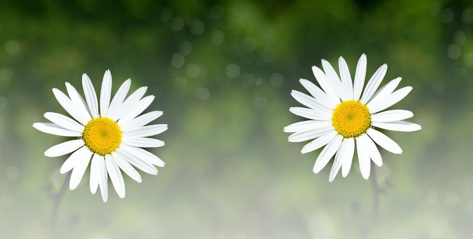 two white daisies in the grass