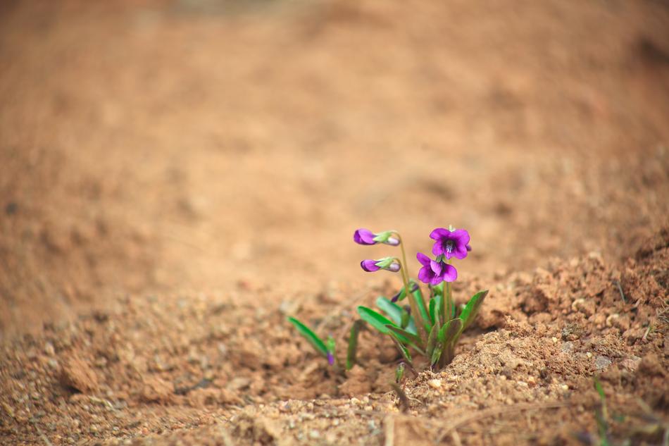 Nature Loneliness Plants
