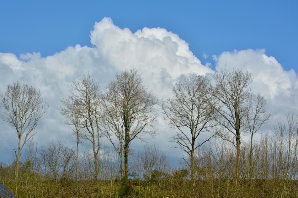 Panoramic View On The Nature Tree