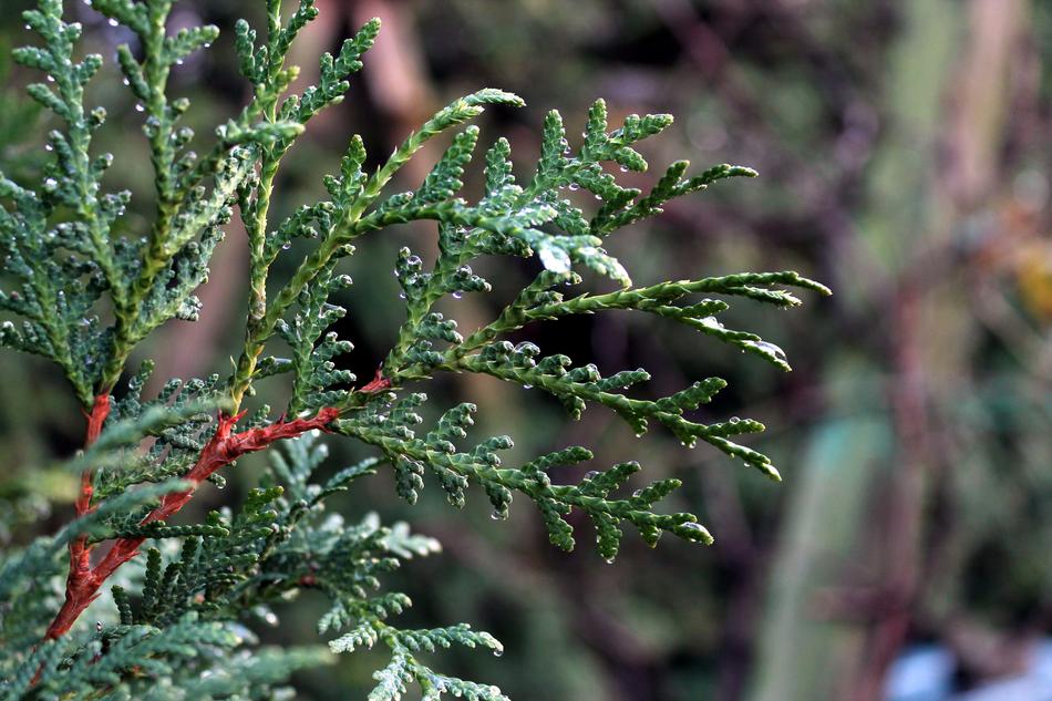 Conifer Leave Green