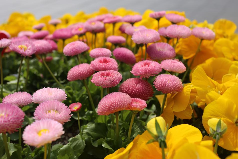 Flower Nature Flora