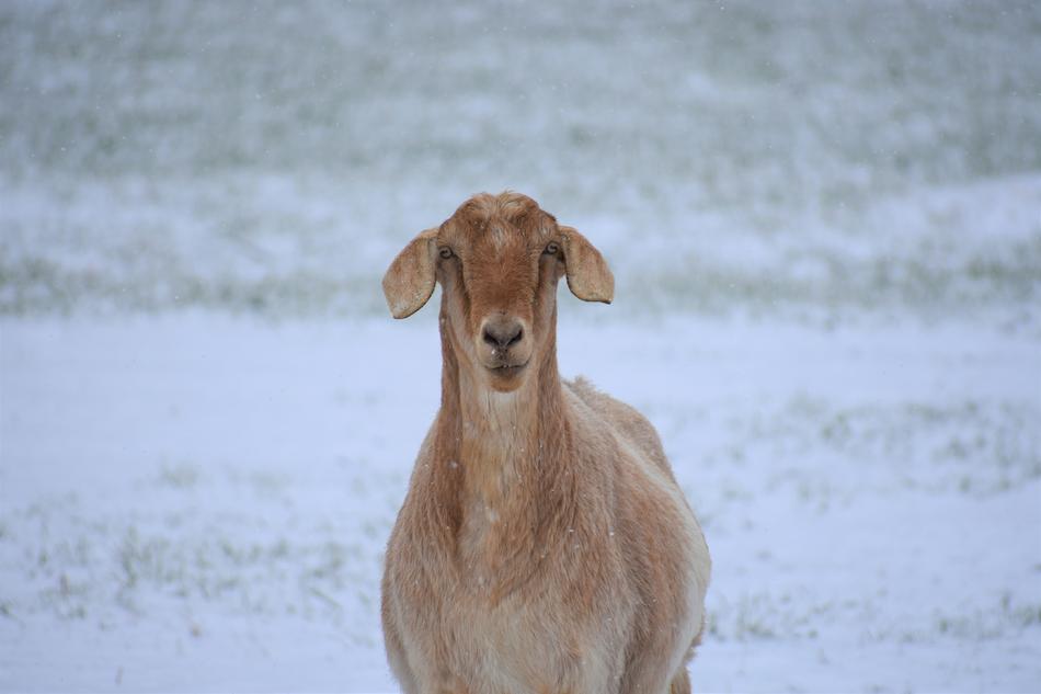 Nature Animal Mammal