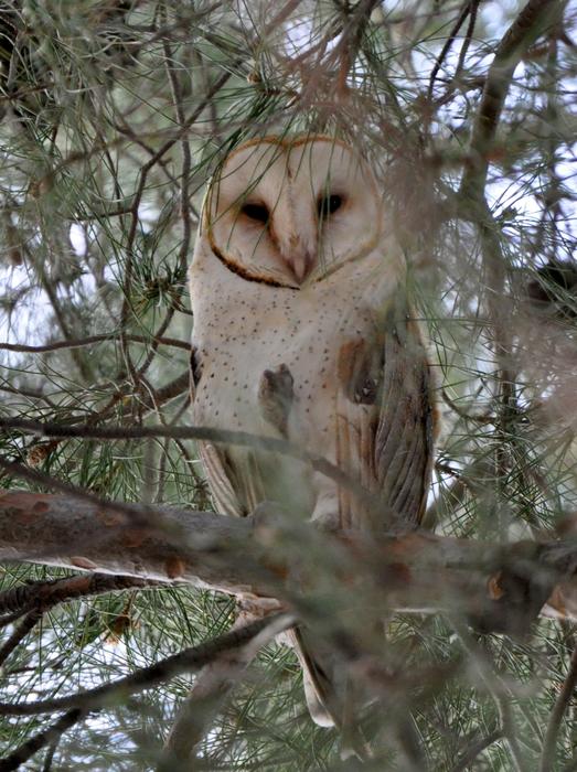 Owl Nature Bird