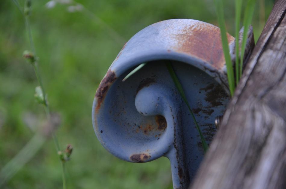 Nature Outdoors Plant