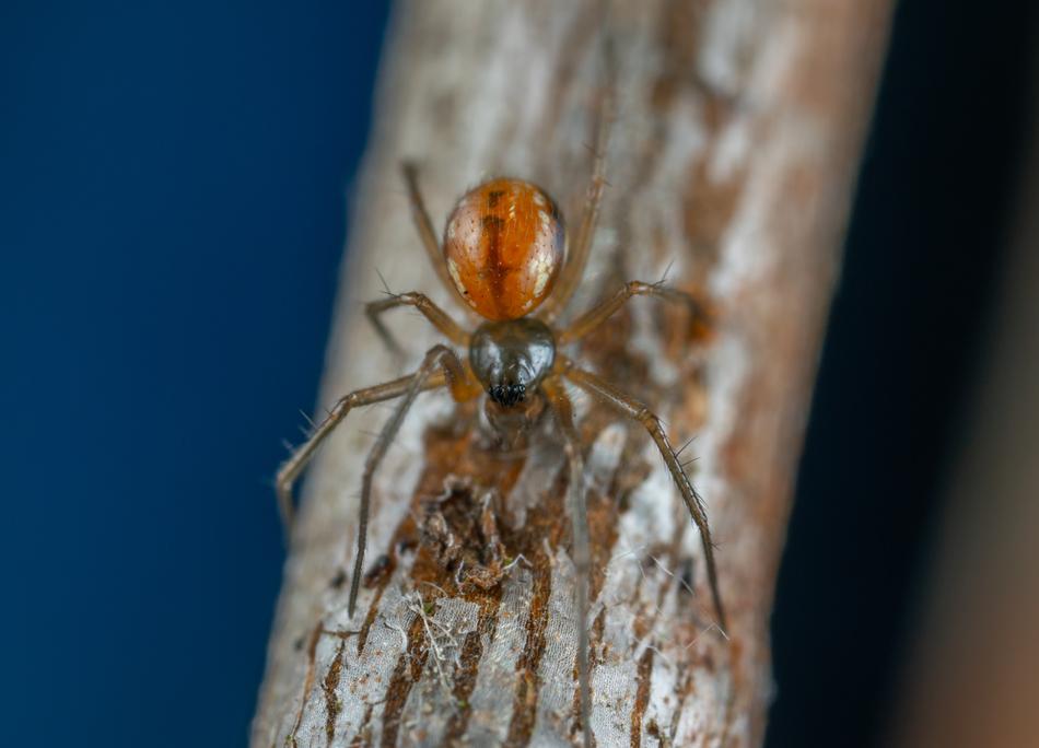 red-ass spider