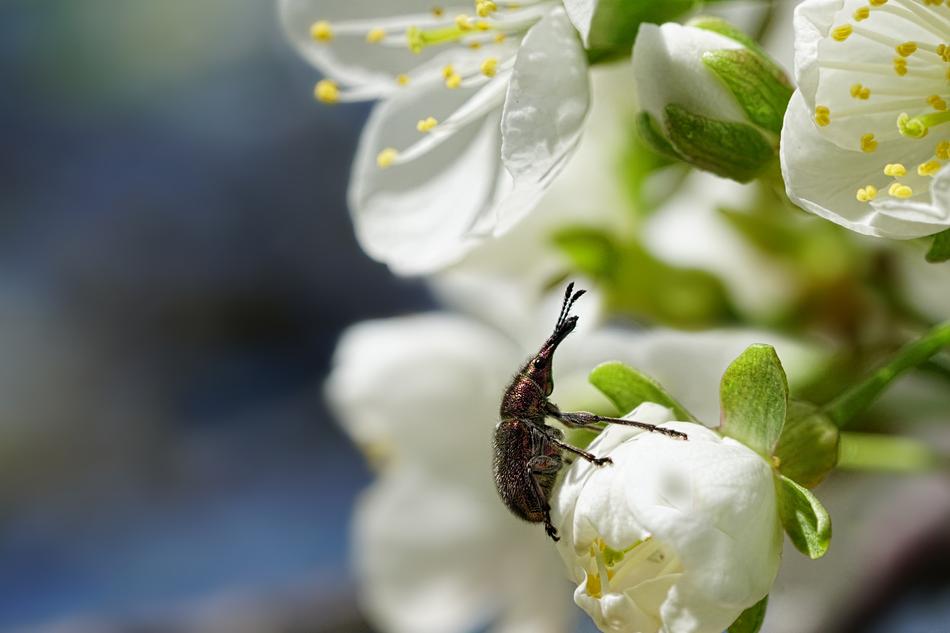 Nature Plant Cherry Blossom